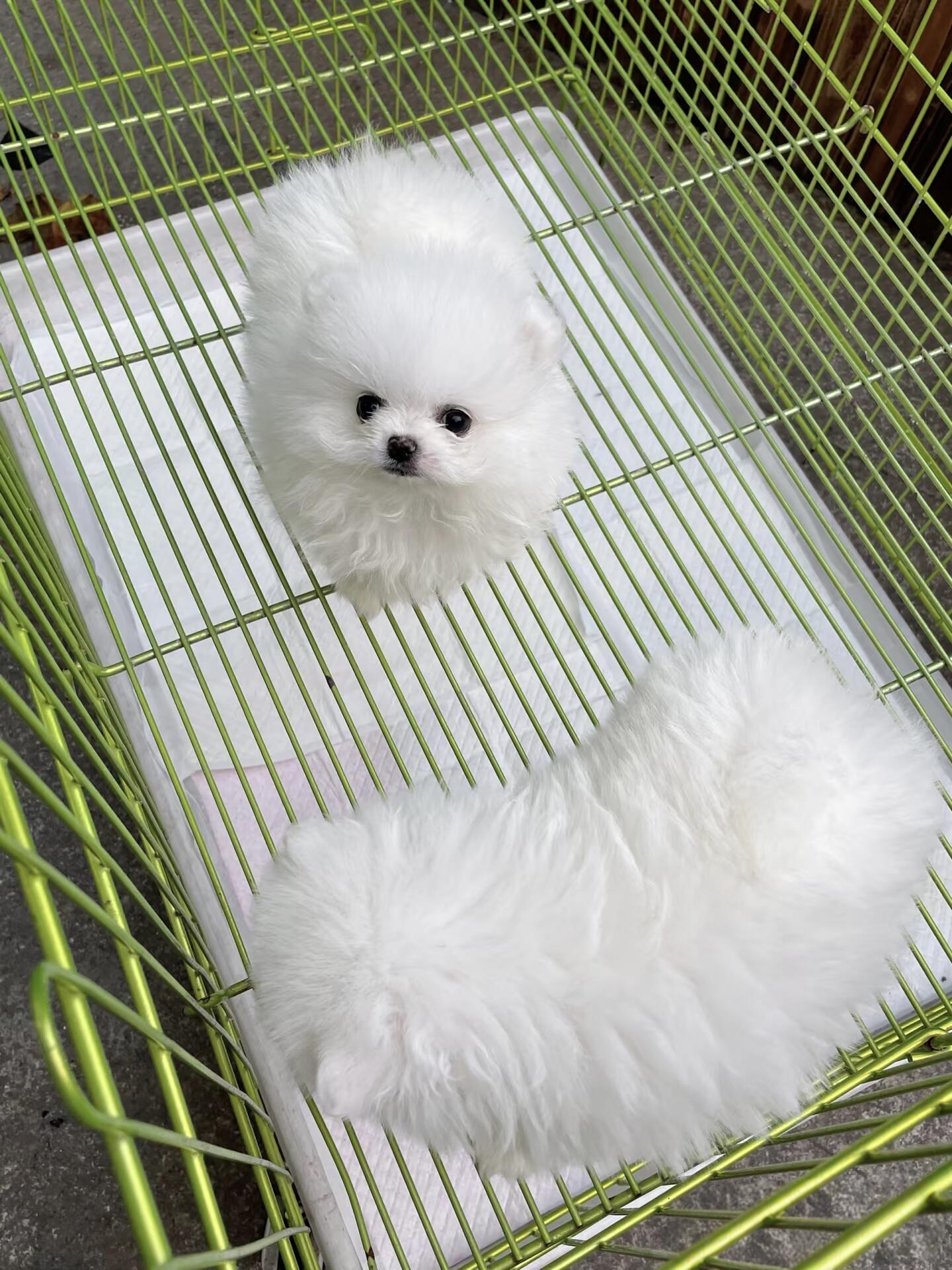 博美幼犬